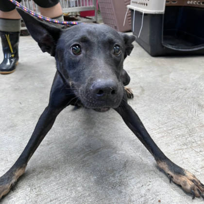 新北市待認養狗｜混種犬｜黑黃色｜母