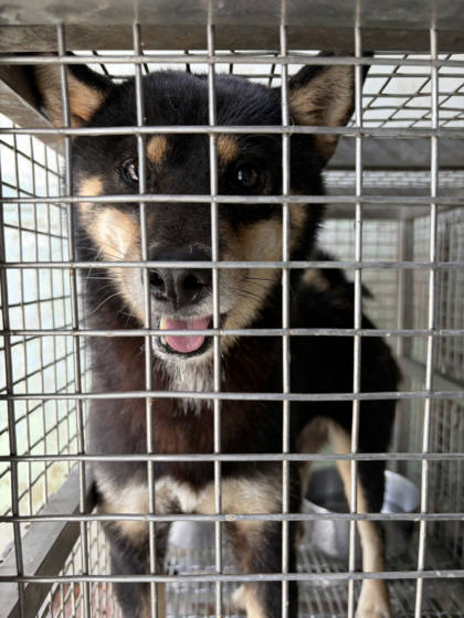 台南市待認養狗｜柴犬｜黑色｜公