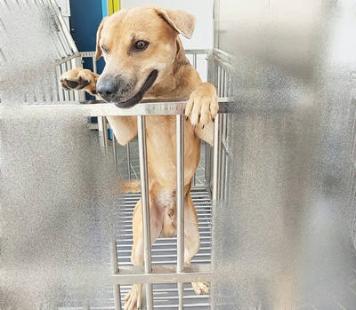 台中市待認養狗｜混種犬｜黑棕色｜公