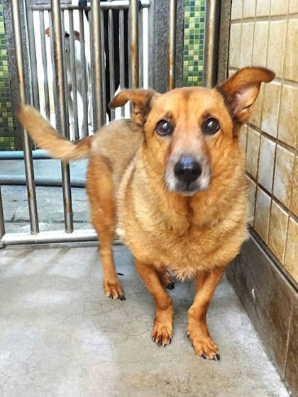 宜蘭縣待認養狗｜混種犬｜黃色｜母