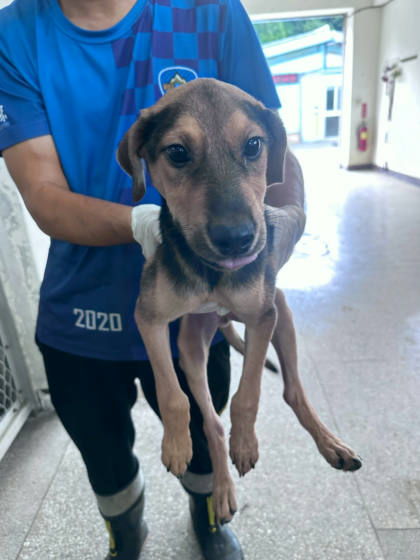 苗栗縣待認養狗｜混種犬｜黑棕色｜公