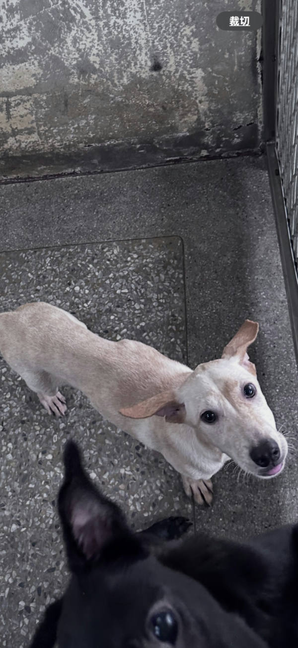苗栗縣待認養狗 混種犬