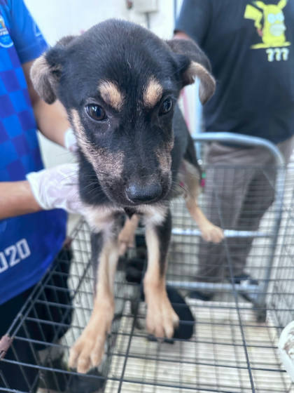 苗栗縣待認養狗｜混種犬｜黑棕色｜母