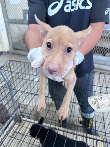 苗栗縣待認養狗｜混種犬｜黃色｜母