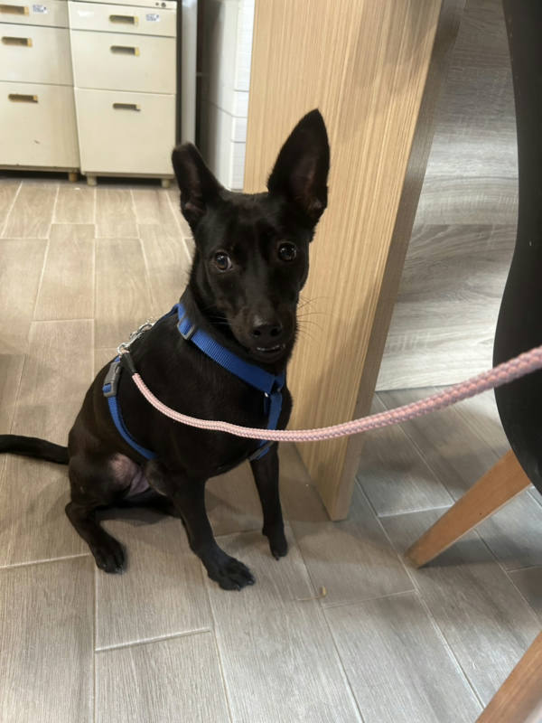 新北市待認養狗 混種犬