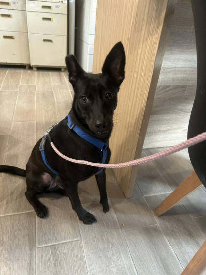新北市待認養狗｜混種犬｜黑色｜母