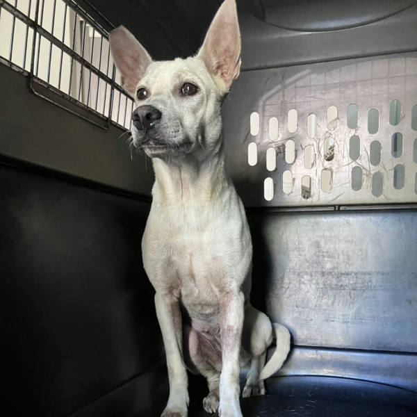 新北市待認養狗 混種犬