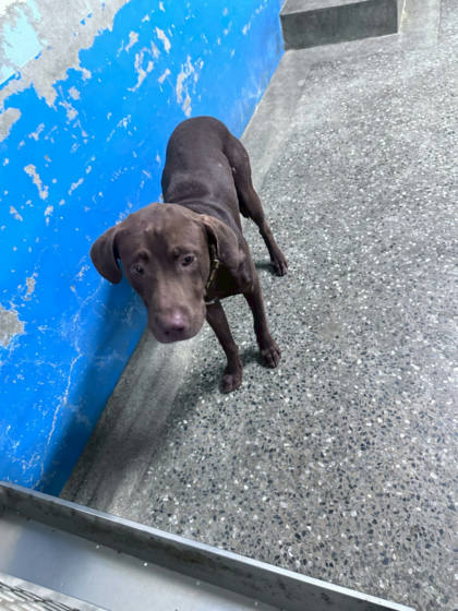 苗栗縣待認養狗｜混種犬｜咖啡色｜公