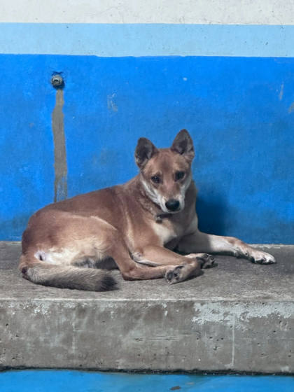 苗栗縣待認養狗｜混種犬｜黃白色｜公