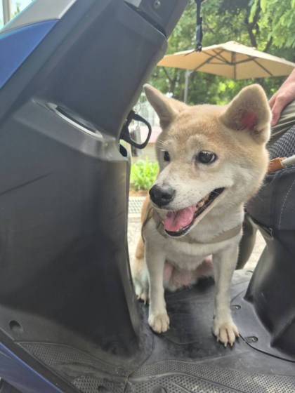台南市待認養狗｜柴犬｜黃色｜母