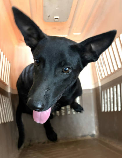 宜蘭縣待認養狗｜混種犬｜黑色｜公