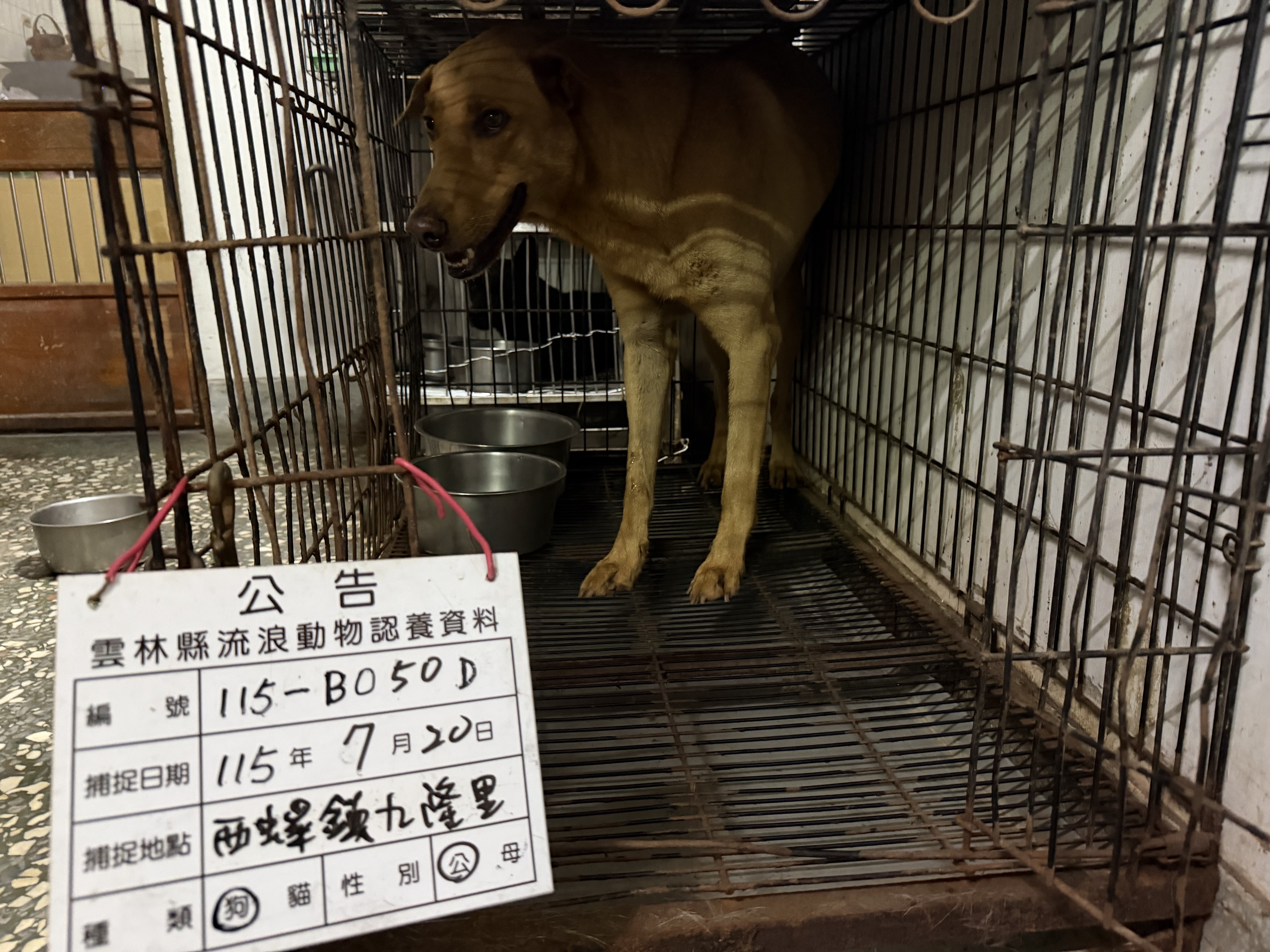 雲林縣待認養狗｜混種犬｜黃色｜公