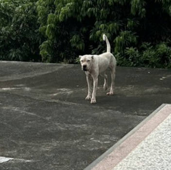 雲林縣待認養狗｜混種犬｜黑白色｜母
