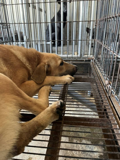 彰化縣待認養狗｜混種犬｜黃色｜公