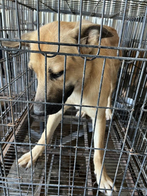 彰化縣待認養狗 混種犬