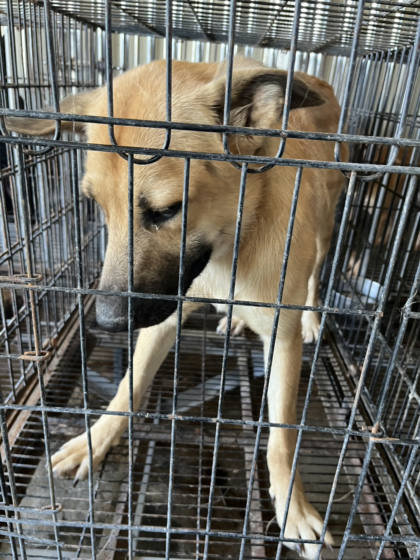 彰化縣待認養狗｜混種犬｜黃色｜公