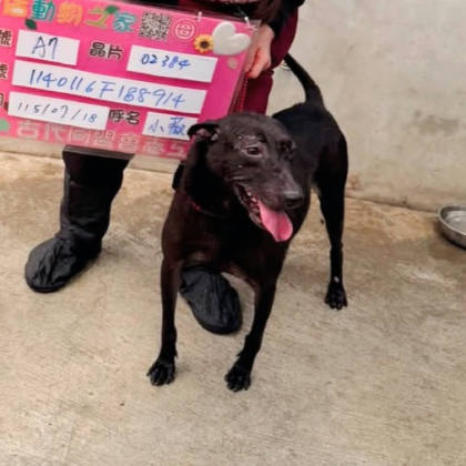 新北市待認養狗｜混種犬｜黑色｜母