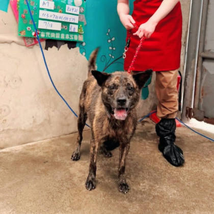 新北市待認養狗｜混種犬｜虎斑色｜公