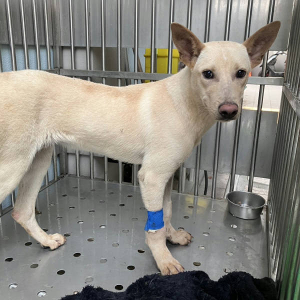 新北市待認養狗 混種犬