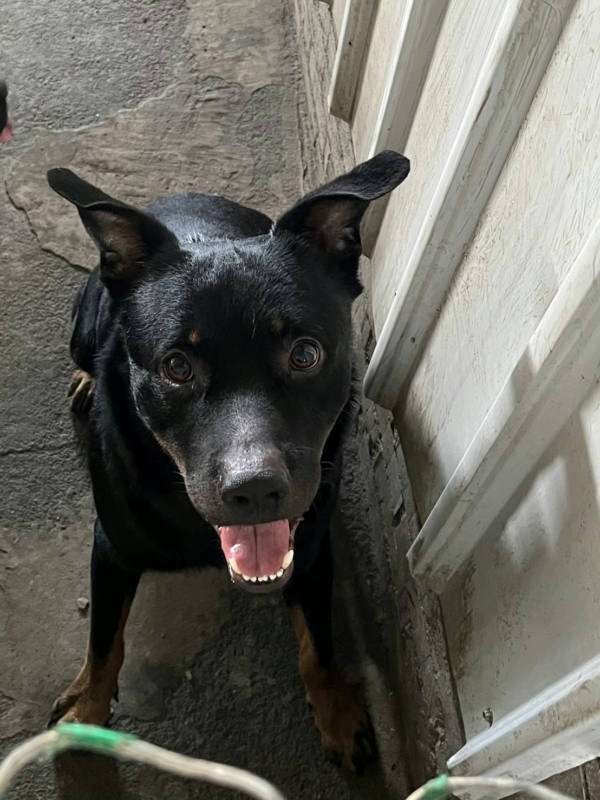 彰化縣待認養狗 混種犬