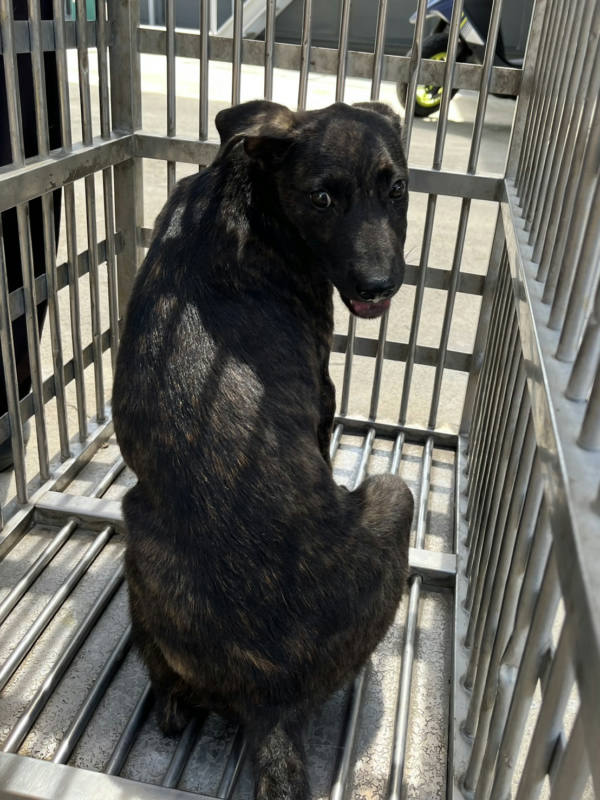彰化縣待認養狗 混種犬