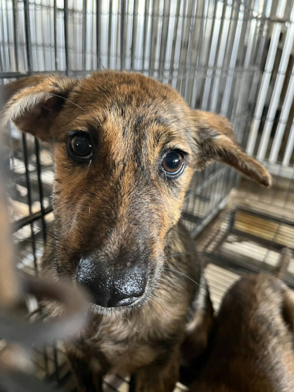 彰化縣待認養狗 混種犬