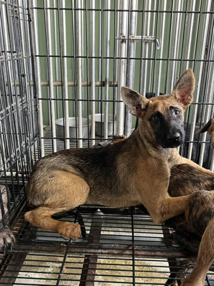 彰化縣待認養狗｜混種犬｜母