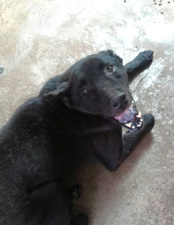 宜蘭縣待認養狗 混種犬