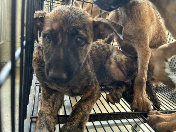 彰化縣待認養狗 混種犬