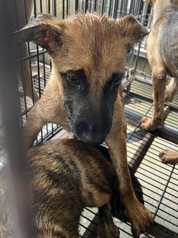 彰化縣待認養狗 混種犬