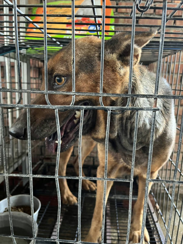 彰化縣待認養狗 混種犬
