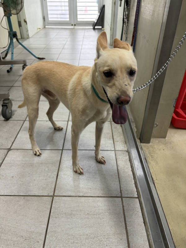 嘉義市待認養狗 混種犬