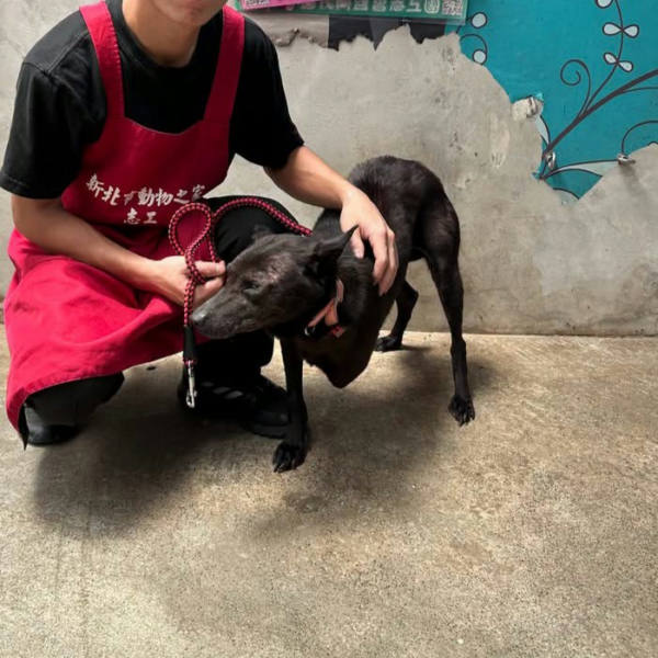 新北市待認養狗 混種犬
