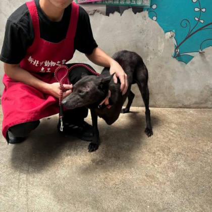 新北市待認養狗｜混種犬｜黑色｜母