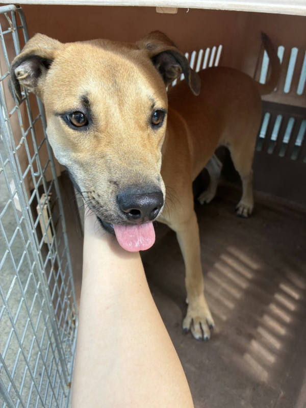 彰化縣待認養狗 混種犬