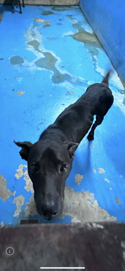 苗栗縣待認養狗｜混種犬｜黑色｜公