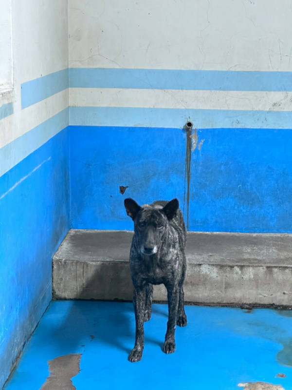 苗栗縣待認養狗 混種犬