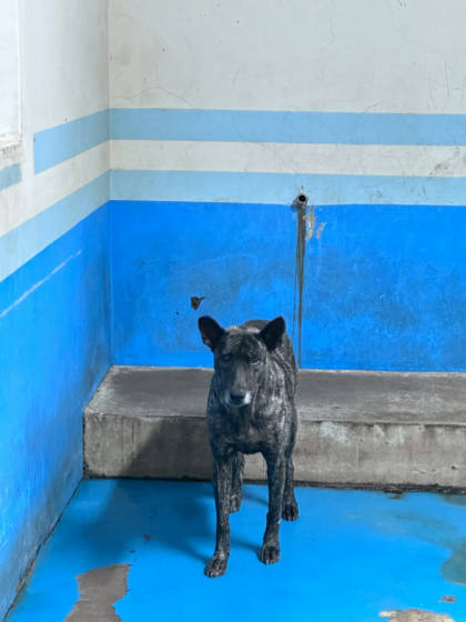 苗栗縣待認養狗｜混種犬｜黑虎斑色｜母