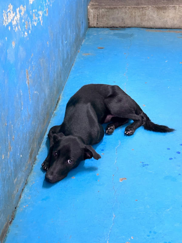 苗栗縣待認養狗 混種犬