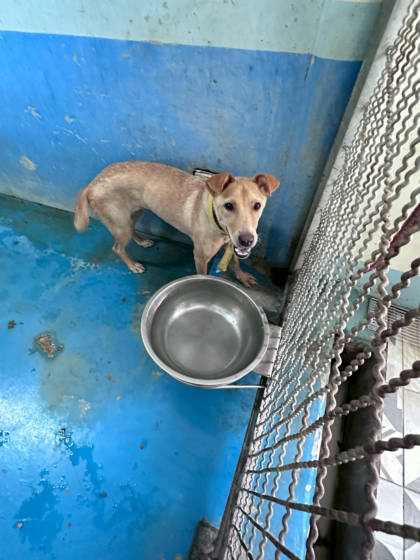 苗栗縣待認養狗｜混種犬｜米色｜母