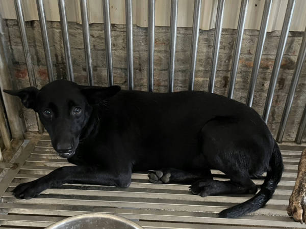 彰化縣待認養狗 混種犬