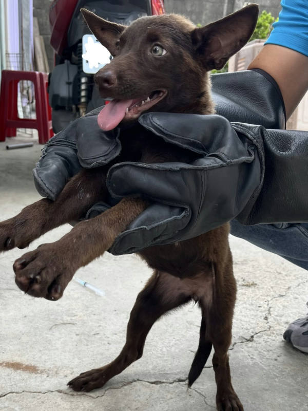 彰化縣待認養狗 混種犬