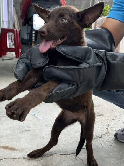 彰化縣待認養狗｜混種犬｜棕色｜母