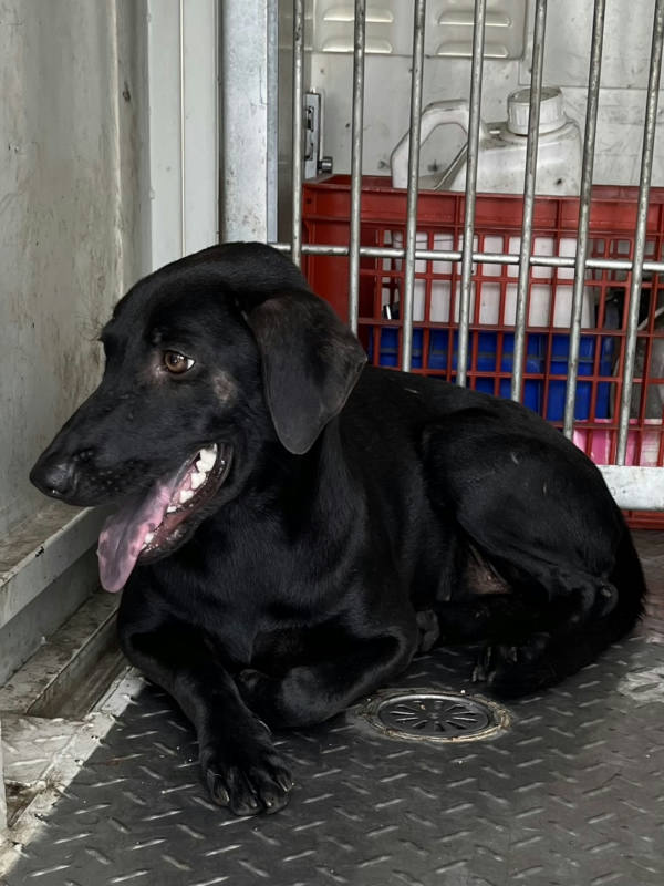 彰化縣待認養狗 混種犬