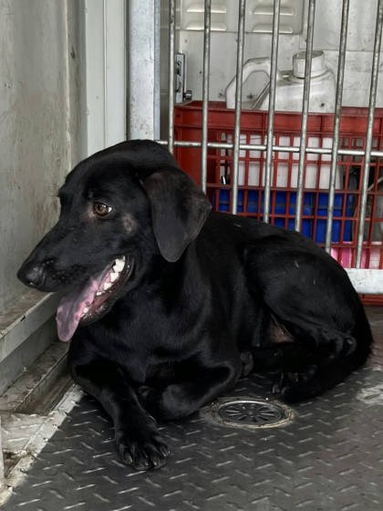 彰化縣待認養狗｜混種犬｜黑色｜母