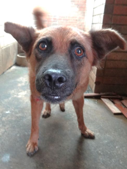 宜蘭縣待認養狗 混種犬