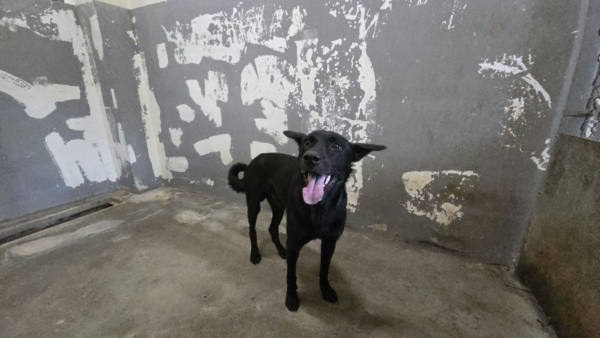 新竹市待認養狗 混種犬