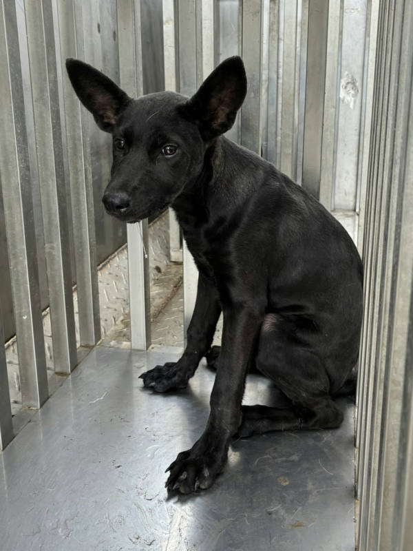 彰化縣待認養狗 混種犬