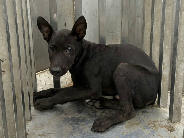 彰化縣待認養狗 混種犬