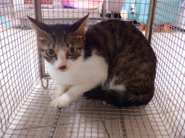 南投縣待認養貓 混種貓